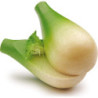 Fennel Bulb - 5,7 cm / 2.2 inch